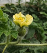 509ebf451e14a995535834f215aa868